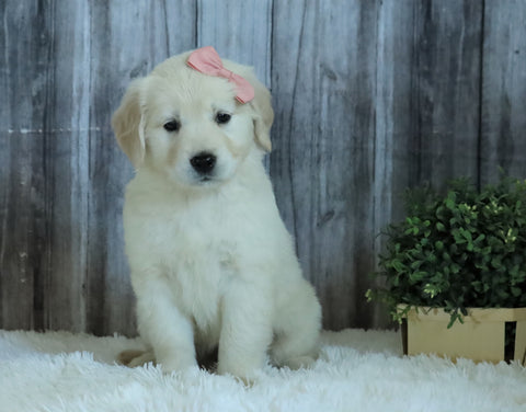 AKC Registered English Cream Golden Retriever For Sale Sugarcreek, OH Female- Lola