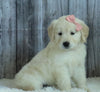 AKC Registered English Cream Golden Retriever For Sale Sugarcreek, OH Female- Lola