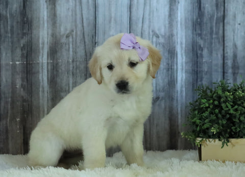 AKC Registered English Cream Golden Retriever For Sale Sugarcreek, OH Female- Daisy