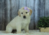 AKC Registered English Cream Golden Retriever For Sale Sugarcreek, OH Female- Daisy