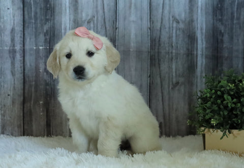 AKC Registered English Cream Golden Retriever For Sale Sugarcreek, OH Female- Sydney
