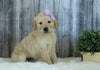 AKC Registered English Cream Golden Retriever For Sale Sugarcreek, OH Female- Lacey