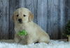 AKC Registered English Cream Golden Retriever For Sale Sugarcreek, OH Male- Cooper