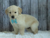 AKC Registered English Cream Golden Retriever For Sale Sugarcreek, OH Male- Brady