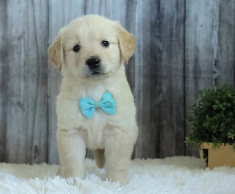 AKC Registered English Cream Golden Retriever For Sale Sugarcreek, OH Male- Brady