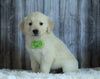 AKC Registered English Cream Golden Retriever For Sale Sugarcreek, OH Male- Kobe