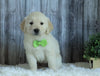 AKC Registered English Cream Golden Retriever For Sale Sugarcreek, OH Male- Kobe