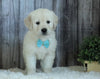 AKC Registered English Cream Golden Retriever For Sale Sugarcreek, OH Male- Finn