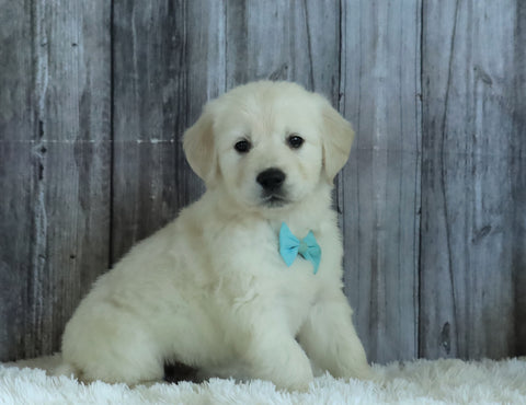 AKC Registered English Cream Golden Retriever For Sale Sugarcreek, OH Male- Finn