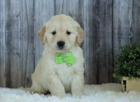 AKC Registered English Cream Golden Retriever For Sale Sugarcreek, OH Male- Jackson