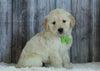 AKC Registered English Cream Golden Retriever For Sale Sugarcreek, OH Male- Jackson