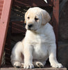 ACA Registered Labrador Retriever For Sale Wooster, OH Male- Tucker
