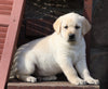 ACA Registered Labrador Retriever For Sale Wooster, OH Male- Winston