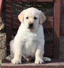 ACA Registered Labrador Retriever For Sale Wooster, OH Male- Winston