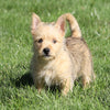 AKC Registered Cairn Terrier For Sale Millersburg, OH Female- Mindy