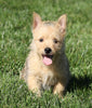 AKC Registered Cairn Terrier For Sale Millersburg, OH Female- Mindy