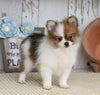ACA Registered Pomeranian For Sale Millersburg, OH Male- Jesse