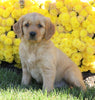 AKC Registered Golden Retriever For Sale Millersburg, OH Female- Bailey