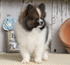 ACA Registered Pomeranian For Sale Millersburg, OH Male- Tom