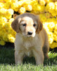 AKC Registered Golden Retriever For Sale Millersburg, OH Female- Stella
