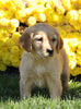 AKC Registered Golden Retriever For Sale Millersburg, OH Female- Stella