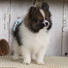 ACA Registered Pomeranian For Sale Millersburg, OH Male- Tom