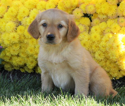 AKC Registered Golden Retriever For Sale Millersburg, OH Female- Stella