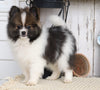 ACA Registered Pomeranian For Sale Millersburg, OH Male- Tom