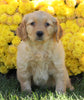 AKC Registered Golden Retriever For Sale Millersburg, OH Female- Zoey