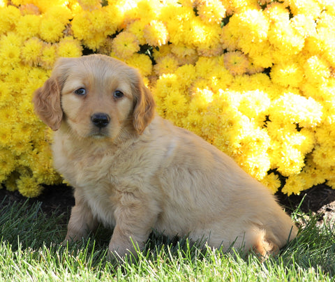 AKC Registered Golden Retriever For Sale Millersburg, OH Female- Zoey