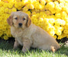 AKC Registered Golden Retriever For Sale Millersburg, OH Female- Zoey