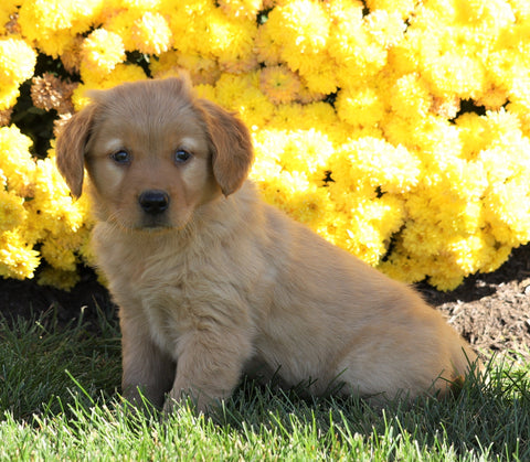 AKC Registered Golden Retriever For Sale Millersburg, OH Female- Abby