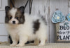ACA Registered Pomeranian For Sale Millersburg, OH Female- Christena
