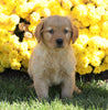 AKC Registered Golden Retriever For Sale Millersburg, OH Female- Abby