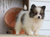 ACA Registered Pomeranian For Sale Millersburg, OH Female- Christena