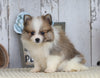 ACA Registered Pomeranian For Sale Millersburg, OH Female- Carol