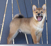 AKC Registered Shiba Inu For Sale Millersburg, OH Male- Jimmy