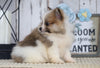 ACA Registered Pomeranian For Sale Millersburg, OH Female- Carol