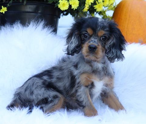 ICA Registered Cavalier King Charles Spaniel For Sale Fredericksburg, OH Male- Truffle