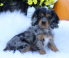 ICA Registered Cavalier King Charles Spaniel For Sale Fredericksburg, OH Male- Truffle