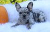 AKC Registered French Bulldog For Sale Fredericksburg, OH Female- Sophie *Genetic Clear*