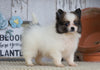 ACA Registered Pomeranian For Sale Millersburg, OH Female- Katie