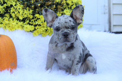 AKC Registered French Bulldog For Sale Fredericksburg, OH Female- Sophie *Genetic Clear*