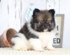 ACA Registered Pomeranian For Sale Millersburg, OH Male- Freddy