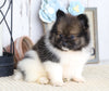 ACA Registered Pomeranian For Sale Millersburg, OH Male- Freddy