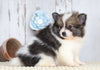 ACA Registered Pomeranian For Sale Millersburg, OH Female- Julie