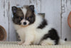 ACA Registered Pomeranian For Sale Millersburg, OH Female- Julie