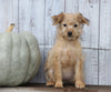 Fox Terrier Mix Puppy For Sale Shreve, OH Female- Pumpkin