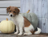 Fox Terrier Mix Puppy For Sale Shreve, OH Female- Skyla