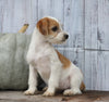 Fox Terrier Mix Puppy For Sale Shreve, OH Female- Khloe